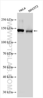 INPPL1 Antibody in Western Blot (WB)