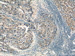 PARL Antibody in Immunohistochemistry (Paraffin) (IHC (P))
