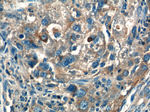 PARL Antibody in Immunohistochemistry (Paraffin) (IHC (P))