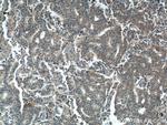 PARL Antibody in Immunohistochemistry (Paraffin) (IHC (P))