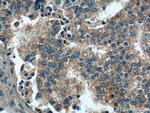 PARL Antibody in Immunohistochemistry (Paraffin) (IHC (P))