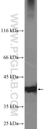 PARL Antibody in Western Blot (WB)
