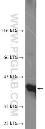 PARL Antibody in Western Blot (WB)