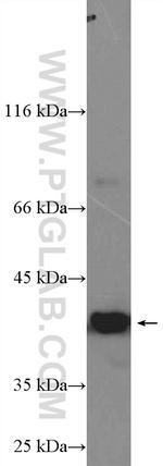 PARL Antibody in Western Blot (WB)