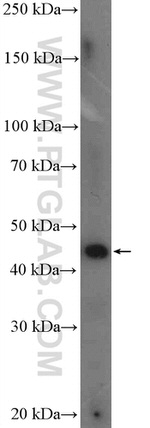 PARL Antibody in Western Blot (WB)