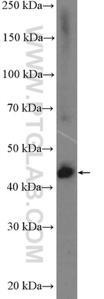 PARL Antibody in Western Blot (WB)