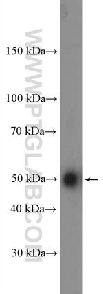 ATP6V1H Antibody in Western Blot (WB)