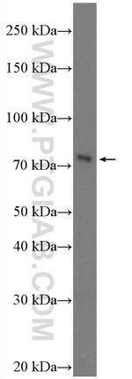 BTN1A1 Antibody in Western Blot (WB)