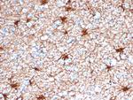 GFAP (Astrocyte and Neural Stem Cell Marker) Antibody in Immunohistochemistry (Paraffin) (IHC (P))