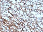 GFAP (Astrocyte and Neural Stem Cell Marker) Antibody in Immunohistochemistry (Paraffin) (IHC (P))