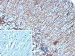 GFAP (Astrocyte and Neural Stem Cell Marker) Antibody in Immunohistochemistry (Paraffin) (IHC (P))