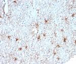 GFAP (Astrocyte and Neural Stem Cell Marker) Antibody in Immunohistochemistry (Paraffin) (IHC (P))