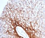 GFAP (Astrocyte and Neural Stem Cell Marker) Antibody in Immunohistochemistry (Paraffin) (IHC (P))