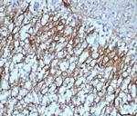 GFAP (Astrocyte and Neural Stem Cell Marker) Antibody in Immunohistochemistry (Paraffin) (IHC (P))