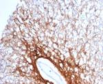 GFAP (Astrocyte and Neural Stem Cell Marker) Antibody in Immunohistochemistry (Paraffin) (IHC (P))