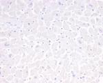 GFAP (Astrocyte and Neural Stem Cell Marker) Antibody in Immunohistochemistry (Paraffin) (IHC (P))