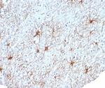 GFAP (Astrocyte and Neural Stem Cell Marker) Antibody in Immunohistochemistry (Paraffin) (IHC (P))