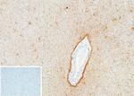 GFAP (Astrocyte and Neural Stem Cell Marker) Antibody in Immunohistochemistry (Paraffin) (IHC (P))