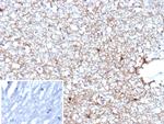 GFAP (Astrocyte and Neural Stem Cell Marker) Antibody in Immunohistochemistry (Paraffin) (IHC (P))