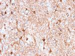 GFAP (Astrocyte and Neural Stem Cell Marker) Antibody in Immunohistochemistry (Paraffin) (IHC (P))
