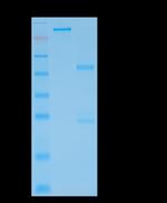 GFAP (Astrocyte and Neural Stem Cell Marker) Antibody in SDS-PAGE (SDS-PAGE)