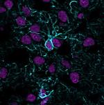 GFAP (Astrocyte and Neural Stem Cell Marker) Recombinant Rabbit Monoclonal Antibody (ASTRO/1974R)
