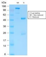 GFAP (Astrocyte and Neural Stem Cell Marker) Antibody in SDS-PAGE (SDS-PAGE)