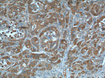 NPR3 Antibody in Immunohistochemistry (Paraffin) (IHC (P))