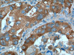 NPR3 Antibody in Immunohistochemistry (Paraffin) (IHC (P))