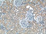 NPR3 Antibody in Immunohistochemistry (Paraffin) (IHC (P))
