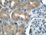 NPR3 Antibody in Immunohistochemistry (Paraffin) (IHC (P))