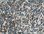 BSAP/PAX5 Antibody in Immunohistochemistry (Paraffin) (IHC (P))