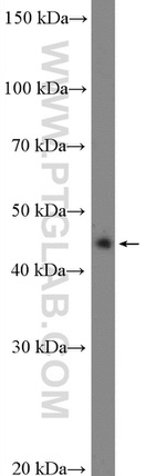BSAP/PAX5 Antibody in Western Blot (WB)