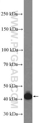 BSAP/PAX5 Antibody in Western Blot (WB)