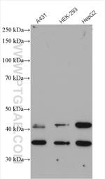 STX5 Antibody in Western Blot (WB)