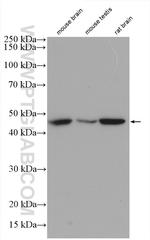 NUCB2/nesfatin-1 Antibody in Western Blot (WB)
