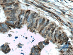 P27/KIP1 Antibody in Immunohistochemistry (Paraffin) (IHC (P))