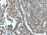 P27/KIP1 Antibody in Immunohistochemistry (Paraffin) (IHC (P))