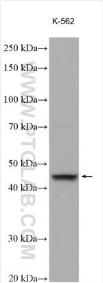 GDF11 Antibody in Western Blot (WB)