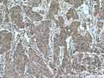 DUSP9 Antibody in Immunohistochemistry (Paraffin) (IHC (P))