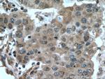 DUSP9 Antibody in Immunohistochemistry (Paraffin) (IHC (P))