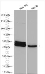 DUSP9 Antibody in Western Blot (WB)