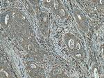 DNAJC3 Antibody in Immunohistochemistry (Paraffin) (IHC (P))