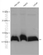 ATP8 Antibody in Western Blot (WB)