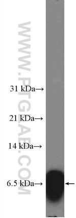 ATP8 Antibody in Western Blot (WB)