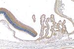 SLC6A6/TAUT Antibody in Immunohistochemistry (Paraffin) (IHC (P))