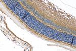 SLC6A6/TAUT Antibody in Immunohistochemistry (Paraffin) (IHC (P))