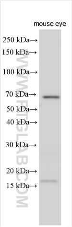 SLC6A6/TAUT Antibody in Western Blot (WB)