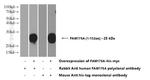 FAM176A Antibody in Western Blot (WB)