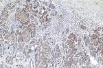 SNX10 Antibody in Immunohistochemistry (Paraffin) (IHC (P))